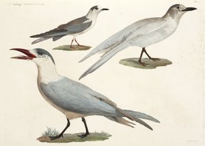 Cércek és sirályok, Egyiptom alkotó: John Pardon