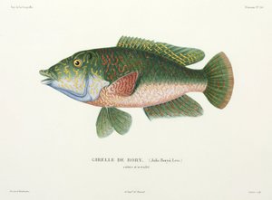 Wrasse típusa, Tahiti alkotó: John Pardon