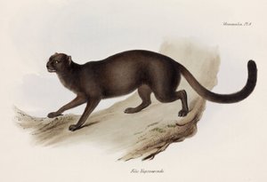 Menyét vagy vidra macska, Dél-Amerika, c 1832-1836