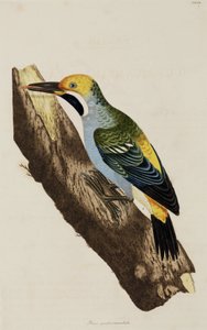 Harkály alkotó: John Pardon