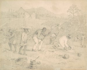 Cukornád ültetése (Trinidad)