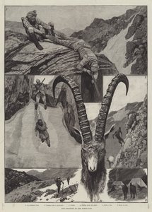 Ibex-lövészet a Himalájában metszet
