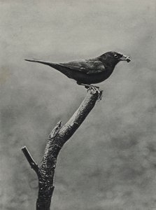Hím feketerigó táplálékkal fiataloknak (f/w fotó)