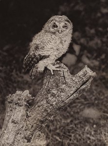 Fiatal barna bagoly (f/w fotó)