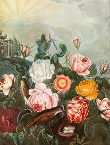 Roses, c1805, 1948. alkotó: Richard Earlom