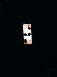 Névtelen, 2004 (egyedi c-típusú fotogram)