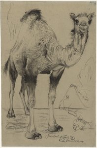 Dromedár, 1894. alkotó: Richard Muller