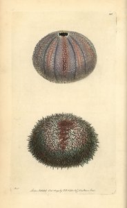 Ehető tengeri sün, Echinus esculentus, George Shaw és Frederick Nodder „The Naturalist