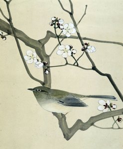 Madár – Riou Chim japán rajza, 19. század vége alkotó: Riu Chim