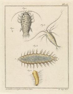 Achát fatetű, copepod és sörteféreg
