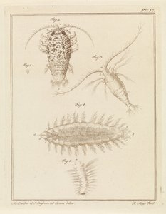 Achát egylábú, copepod és sörteféreg