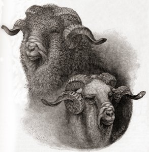 Merinói kos feje összehasonlítva a nyírás előtt és után, a The Century Illustrated Monthly Magazine 1884-es számából. alkotó: Robert Antoine Muller