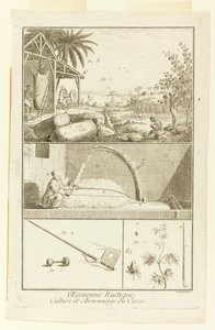 "Cultivation et Arsonnage du Coton" Diderot