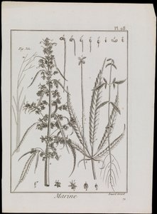 Virágok tengeri ábrája, 1810 körül (metszet és metszet) alkotó: Robert Benard