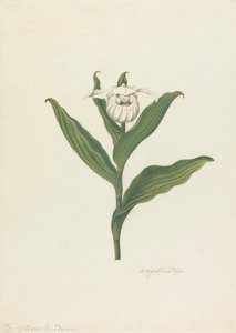 Női papucs (Cypripedium Canadense, Calceolus Maria)