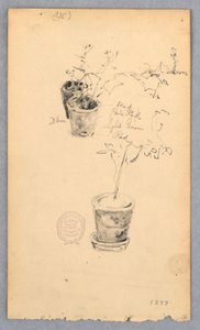 Rajz, Virágcserepek, 1877 alkotó: Robert Frederick Blum