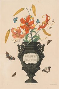 Válogatás a hexandriai növényekből, amelyek az Amaryllidae és Liliacae természetes rendjébe tartoznak: tigrisliliom alkotó: Robert Havell
