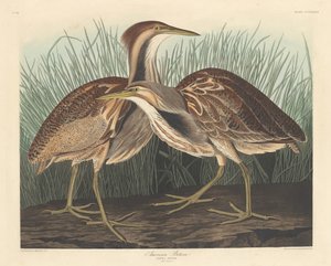 Amerikai keserű, 1836. alkotó: Robert Havell