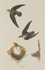Amerikai Swift, 1833. alkotó: Robert Havell