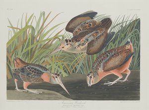 American Woodcock, 1835. alkotó: Robert Havell