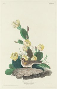 Öbölszárnyú sármány, 1830. alkotó: Robert Havell