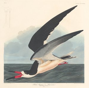 Fekete Skimmer, 1836. alkotó: Robert Havell