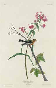Blackburni poszcsa, 1832. alkotó: Robert Havell
