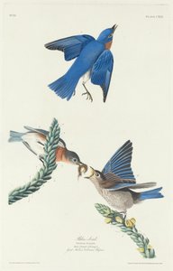 Kékmadár, 1831. alkotó: Robert Havell