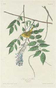 Kék szemű sárgarigó, 1830. alkotó: Robert Havell