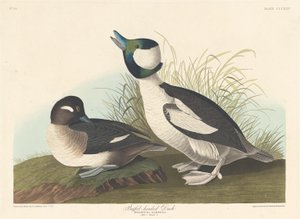 Bölényfejű kacsa, 1836. alkotó: Robert Havell