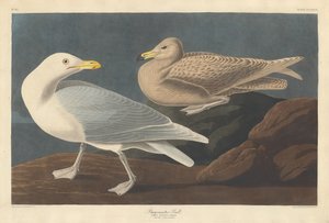 Burgomaster sirály, 1837. alkotó: Robert Havell