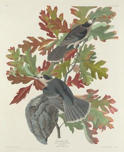 Kanada Jay, 1831. alkotó: Robert Havell