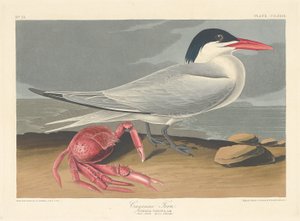 Cayenne Tern, 1835. alkotó: Robert Havell