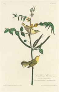 Gyermekposzáta, 1828. alkotó: Robert Havell