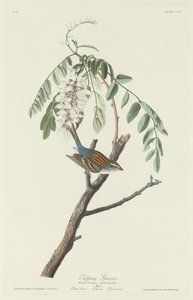 Forgácsoló veréb, 1831. alkotó: Robert Havell