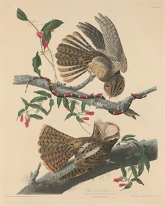 Chuck Will özvegye, 1829. alkotó: Robert Havell