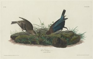 Tehénsármány, 1830. alkotó: Robert Havell