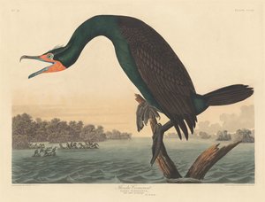 Floridai kormorán, 1835. alkotó: Robert Havell