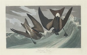 Villafarkú peter, 1835. alkotó: Robert Havell