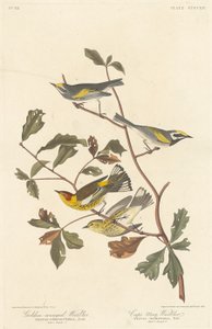 Aranyszárnyú poszáta és Cape May poszcsa, 1838. alkotó: Robert Havell