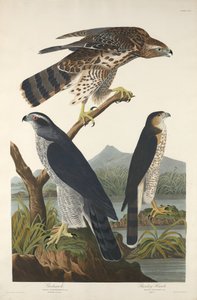 Goshawk és Stanley Hawk, 1832. alkotó: Robert Havell