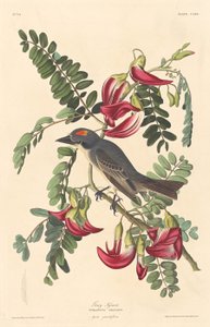 Szürke zsarnok, 1833. alkotó: Robert Havell