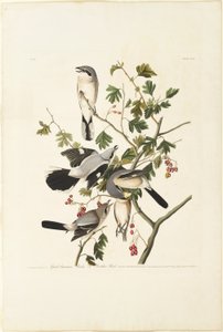 Great American Shrike alkotó: Robert Havell
