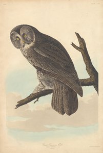 Nagy bagoly, 1837. alkotó: Robert Havell