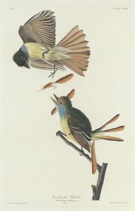 Nagy tarajos légykapó, 1832. alkotó: Robert Havell
