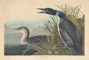 Great Northern Diver vagy Loon, 1836. alkotó: Robert Havell