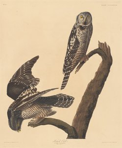 Sólyombagoly, 1837. alkotó: Robert Havell