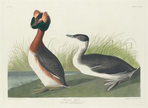 Szarvas vöcsök, 1835. alkotó: Robert Havell