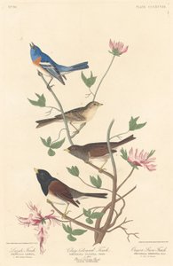 Lazuli pinty, agyagszínű pinty és oregoni hópinty, 1837.
