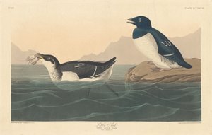 Kis Auk, 1836. alkotó: Robert Havell